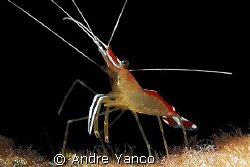 Yet another macro subject from the waters of Mabul. Usual... by Andre Yanco 